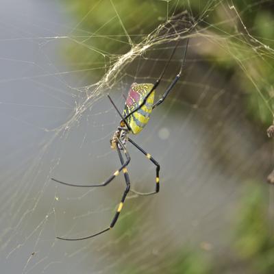 One of the many brightly coloured spiders.