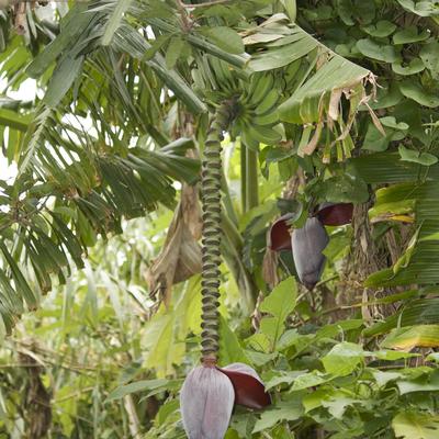 A Bananna Tree?