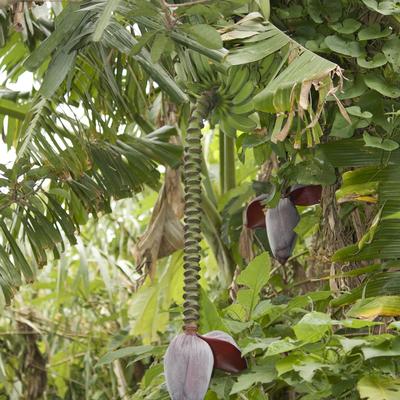 A Bananna Tree?