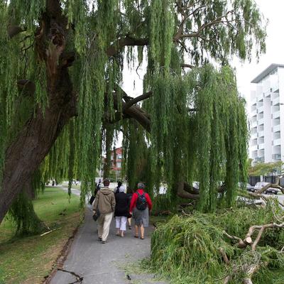 Despite the half-standing state of the tree, people were walking underneath it.